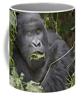 AM-5MG Baby Mountain Gorilla Coffee/Tea Mug Gift Idea